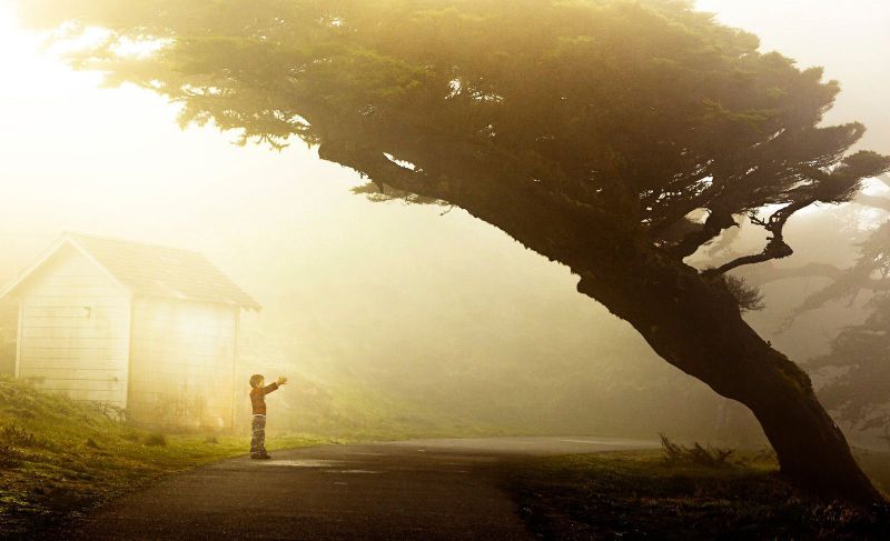 Point Reys California, a kid playing with a majestic tree