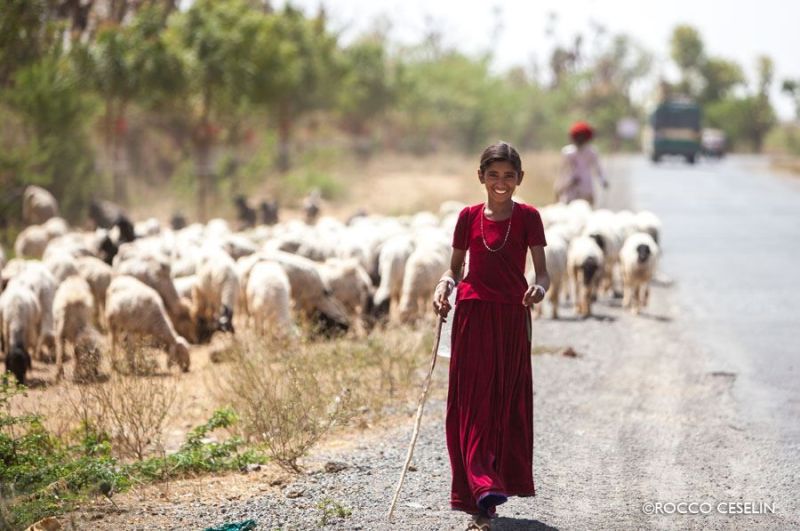 Young shepherd in Rajasthan, India with her sheep