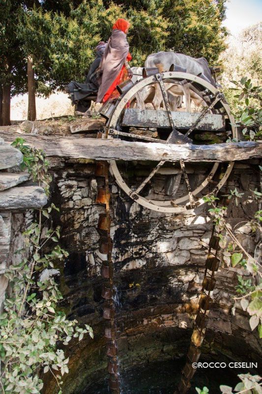 Cows pulling an irrigation wheel in Rajasthan, India