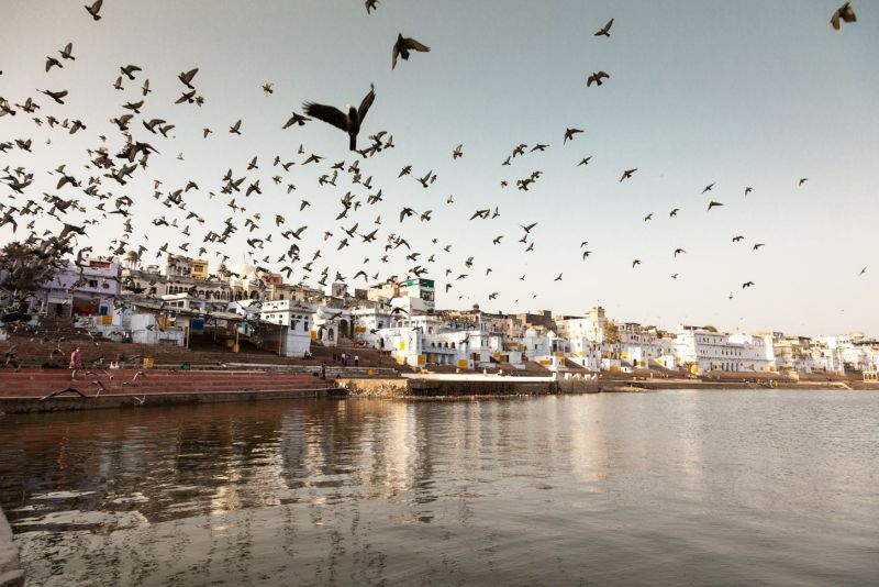 Pushkar and its lake. This is among the oldest existing cities in India. Pigeons flying on the Lake