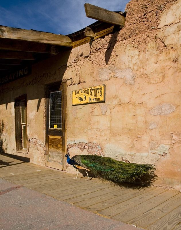 Peacock walking  at Calico Ghost town