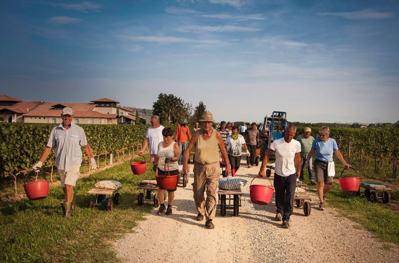 Group of harvesters pickers at Vie di Romas winery in Friuli Venezia Giulia wine country