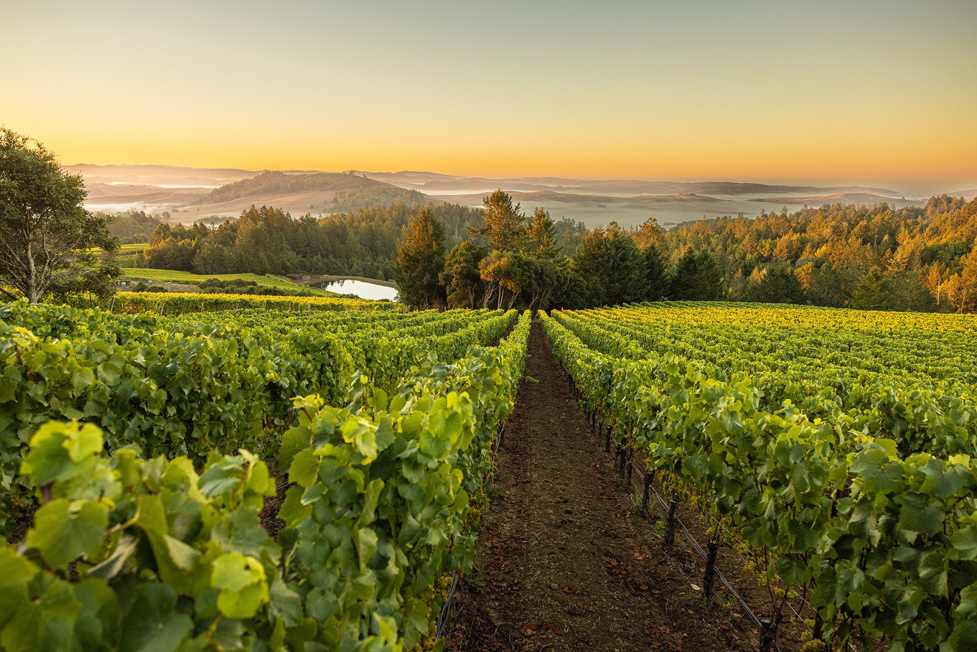 Platt Vineyard at sunrise in the Sonoma Coast of california with fog on the horizon
